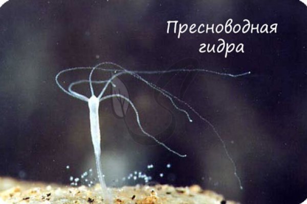 Блэкспрут зеркало кракен