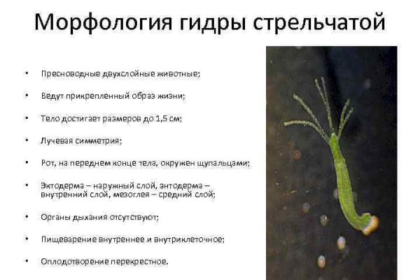 Даркнет москва