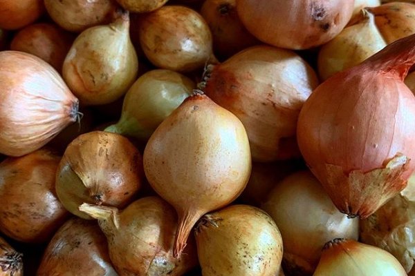 Кракен сайт ссылка онлайн